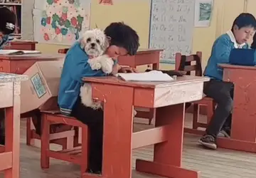 Aluno comove e professora autoriza a presença de cachorrinha na sala de aula