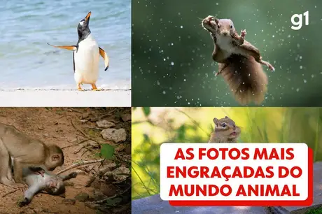 Concurso de fotos cômicas de animais selvagens divulga finalistas; veja imagens